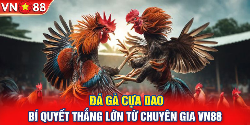 Đá Gà Cựa Dao - Bí Quyết Thắng Lớn Từ Chuyên Gia VN88