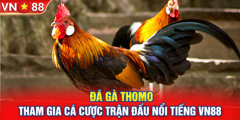 Đá Gà Thomo - Tham Gia Cá Cược Trận Đấu Nổi Tiếng VN88