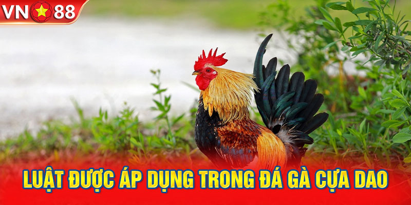 Luật được áp dụng trong đá gà cựa dao