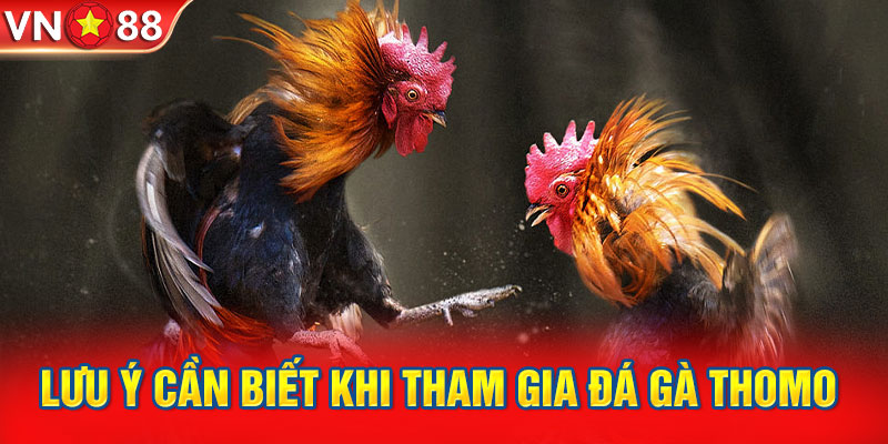 Lưu ý cần biết khi tham gia đá gà thomo tại VN88