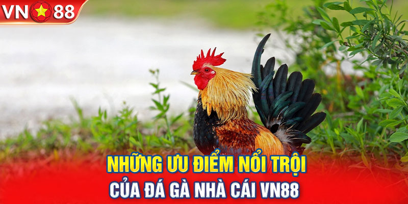 Những ưu điểm nổi trội của đá gà nhà cái VN88