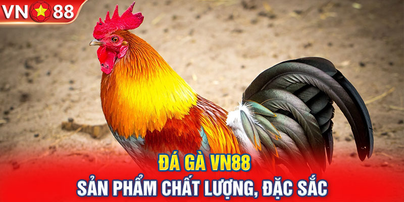 Đá gà VN88 - Sản phẩm chất lượng, đặc sắc