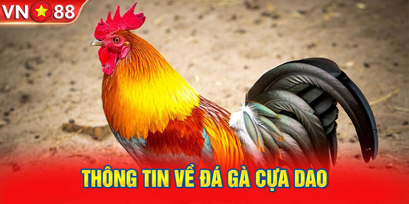 Đá gà cựa dao nghĩa là gì? 